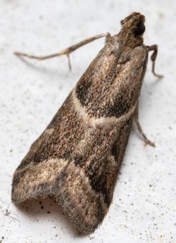 Réf. 350 282 : Nyctegretis ruminella